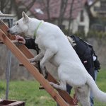 Psy ratownicze w Szczecinie - OSP Wołczkowo