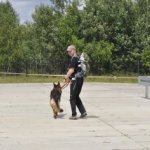 Egzaminy psów ratowniczych - 7 licencji dla OSP Wołczkowo