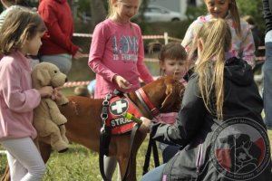 Sedina Horse Show