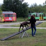 Egzaminy psów ratowniczych