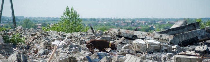 Do czego są wykorzystywane psy ratownicze