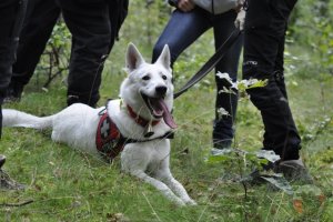 4 kolejne certyfikaty dla Wołczkowa! Egzaminy psów ratowniczych w Gdańsku 25.08.2013