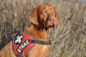 Pies meldunkowy i rolkowy - szkolenie i dopracowanie metody oznaczania