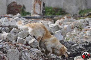 Zgrupowanie szkoleniowe dla przewodników psów Sekcji OSP Wołczkowo - praca na gruzowisku