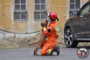 Egzamin na instruktora psów ratowniczych