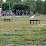 Egzaminy psów ratowniczych