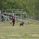 Egzaminy psów ratowniczych - 7 licencji dla OSP Wołczkowo